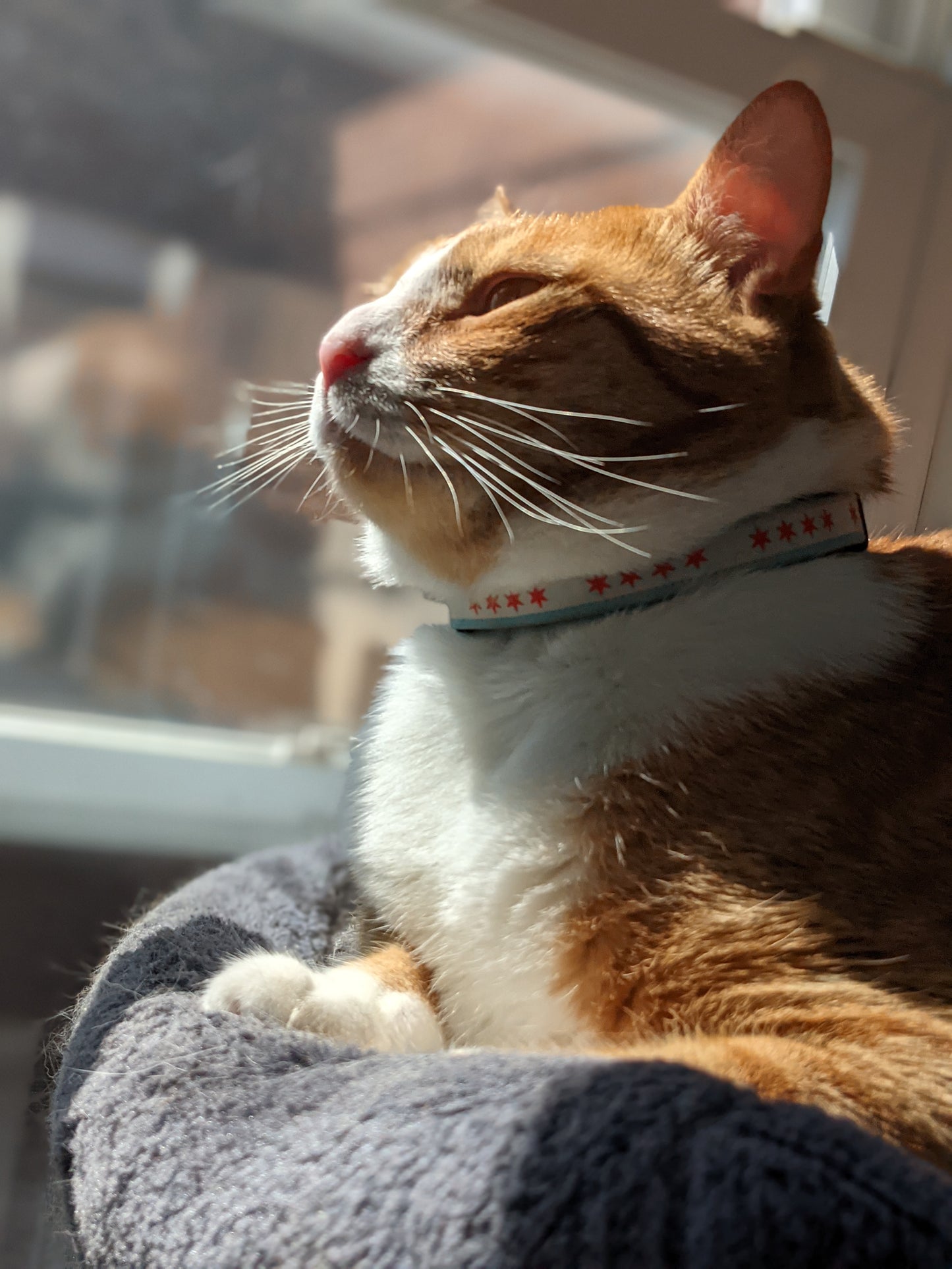 Chicago Flag Cat Collar, Breakaway Safety Collar